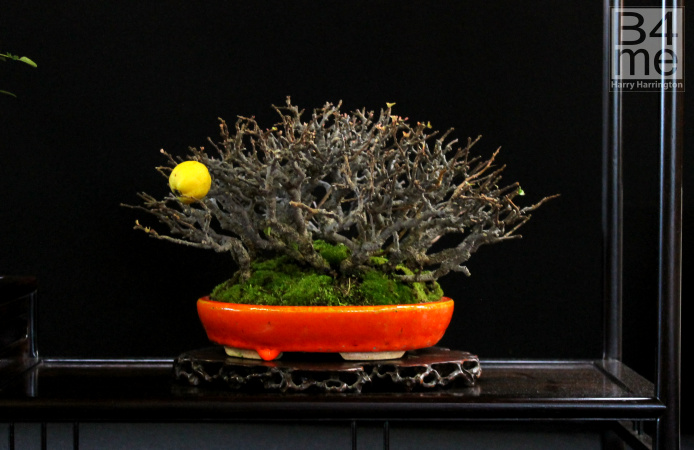 quince bonsai